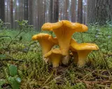 Grupa żółtych kurek rośnie na wilgotnym mchu w lesie. To idealne miejsce, gdzie rosną kurki, pełne leśnych skarbów.