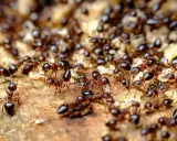 A swarm of ants, some carrying larvae, move across a textured surface. Their antennae are raised, hinting at why do ants smell and communicate.