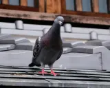 Paloma gris posada en un tejado, quizás buscando un repelente para palomas casero para ahuyentarla.