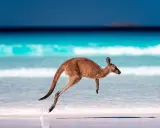 Kangur w skoku na plaży, symbol dzikich zwierząt w Australii. Błękitne morze i biały piasek tworzą tło dla tego niezwykłego widoku.