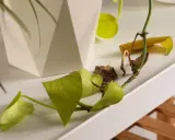 Epipremnum z żółtymi liśćmi, niektóre zdrowe, inne uschnięte. Obok biała doniczka.