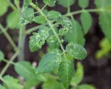 Jeune plant de tomates aux feuilles vertes marbrées de taches jaunes, comme si elles étaient saupoudrées de poussière blanche.