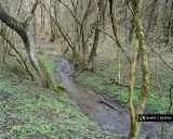 Wąski strumień płynie przez zieloną dolinę kluczwody, otoczony nagimi drzewami i młodą roślinnością.
