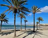 Palmen säumen den sonnigen alcudia strand. Das Meer glitzert, im Hintergrund eine Stadt.