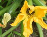 Des fourmis envahissent la fleur de courgette, un problème pour éliminer les fourmis dans les plantes.