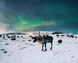 Stado reniferów na śniegu pod zorzą polarną w Tromsø, Norwegia.