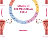 Ilustracja przedstawia cykl miesiączkowy: menstruację, fazę folikularną, owulację i fazę lutealną, z zaznaczonymi dniami cyklu.