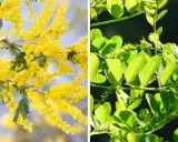 Links: Akazie mit gelben Blüten. Rechts: Robinie mit grünen Blättern. Der Unterschied zwischen Akazie und Robinie ist deutlich.