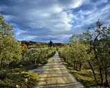 Strada sterrata fiancheggiata da ulivi, un invito a percorrere la via romea sanese sotto un cielo drammatico.