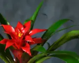 Jasnoczerwony kwiat bromelii z żółtym środkiem, otoczony zielonymi liśćmi. Kwitnie długo, ciesząc oko.