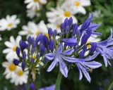 Blå agapanthusblommor blommar framför vita margueriteblommor.