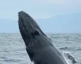 La testa di una balena megattera emerge dall'acqua, con piccole creature marine attaccate alla sua pelle scura.