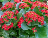 Gros plan sur un kalanchoé intérieur ou extérieur aux fleurs rouges vives et aux feuilles vertes charnues.