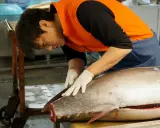 Un pescatore esperto lavora su un tonno rosso giapponese, pronto per essere preparato.