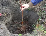 Ein junger Apfelbaum mit Wurzeln wird in ein vorbereitetes Loch im Boden gesetzt. Das Umtopfen ist im Gange.