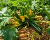 Un plant de courgette prospère, ses fruits verts foncés et ses fleurs jaunes éclatantes se détachant sur un lit de paille.