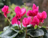Fleurs roses vives sur une plante en pot extérieur increvable, avec des feuilles vertes mouillées par la pluie.
