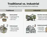 Ilustra cómo se hace el aceite de oliva: tradicionalmente a mano y prensado en frío, o industrialmente con máquinas y calor.