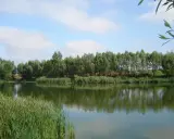 Spokojne krzekotowo łowisko z gęstą zielenią nad brzegiem i odbijającymi się w wodzie drzewami.