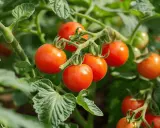 Grappe de tomates black cherry rouges et brillantes, mûrissant sur leur pied vert feuillu.