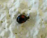Une coccinelle noir point rouge, avec ses élytres luisantes, se promène sur une surface texturée blanche.