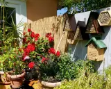 Bienenhotels an einem sonnigen Gartenzaun, umgeben von roten Rosen und Kräutern. Ein Zeichen für die Bedeutung der Eisheiligen für die Pflanzenwelt.