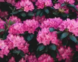 Gros plan sur des rhododendrons roses éclatants. Apprenez comment tailler un rhododendron pour une floraison optimale.
