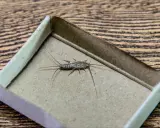 Rybik w pudełku po zapałkach. Szukasz domowych sposobów na rybiki? Ten owad może być uciążliwy.
