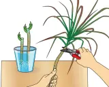 Zwei Stecklinge eines Drachenbaums stehen in Wasser. Eine Hand schneidet mit einer Gartenschere einen weiteren Drachenbaum.