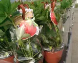 Des fraisiers en pot, prêts à être plantés, avec des étiquettes illustrant de belles fraises rouges.