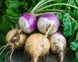 Navets fraîchement récoltés, certains violets et blancs, d'autres jaunes, prêts à être plantés ou cuisinés.