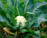Gros chou-fleur blanc au cœur d'un feuillage vert luxuriant, prêt pour la récolte. La culture de ce légume est un art.