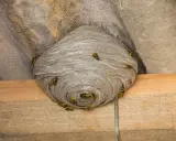 A large, papery eastern yellow jacket ground nest is attached to a corrugated surface, with several yellow jackets crawling on its exterior.