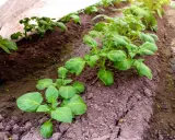 Jeunes plants de pommes de terre sous une protection. La question "peut on planter des pommes de terre toute l'année" est soulevée par cette culture précoce.