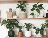 Estanterías llenas de **plantas que purifican el aire**, como sansevieria, pothos y calatheas, junto a cactus y una figura de Buda.