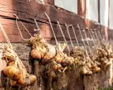 Zwiebeln ernten und lagern: Bundles von Zwiebeln hängen an einer Holzwand, bereit zur Lagerung.