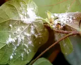 Fuzzy white bugs, likely mealybugs, infest the stems and leaves of a plant, creating a cottony appearance.