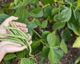 Mains tenant une récolte fraîche de des haricots verts, entourées de feuilles vertes luxuriantes.