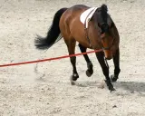 Braunes Pferd testet beim Longieren auf Sandboden, die rote Longe wirbelt Staub auf.