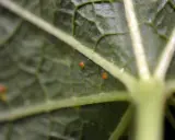 Närbild på ett grönt stockros blad med små orange prickar, troligen ägg eller larver.