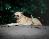 Un chien doré se repose paisiblement, l'air serein. On se demande quand le zylkène effet au bout de combien de temps se fera sentir pour qu'il soit si calme.