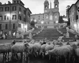 Un gregge di pecore occupa Piazza di Spagna, Roma. Un **scianna fotografo** cattura questo insolito scenario notturno.