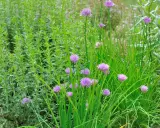 Un jardin d'herbes aromatiques prospère à l'ombre, avec des ciboulettes en fleurs et une plante verte dense.
