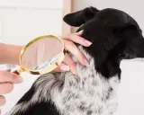 Main d'une personne examinant le pelage d'un chien avec une loupe, à la recherche de poux broyeur chien.