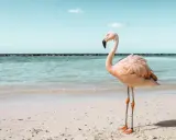 Ein rosa Flamingo steht am Strand von Aruba. Das Meer glitzert, der Himmel ist blau.