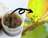 Savon noir artisanal et une branche de rosier infestée de pucerons. Une solution naturelle pour lutter contre les pucerons.