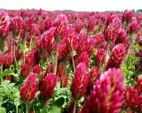 A field of vibrant crimson clover in full bloom. The dense planting suggests a focus on optimal crimson clover seeding rate for a lush ground cover.