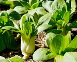 Plantas de bok choy listas para cosechar, perfectas verduras de invierno para plantar.