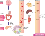 Diagram som visar hur kroppen hanterar glukos och insulin. Insulin frisätts för att reglera blodsockret, viktigt vid gravid diabetes.
