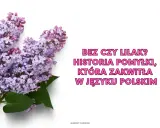 Gałązka bzu z fioletowymi kwiatami na białym tle.